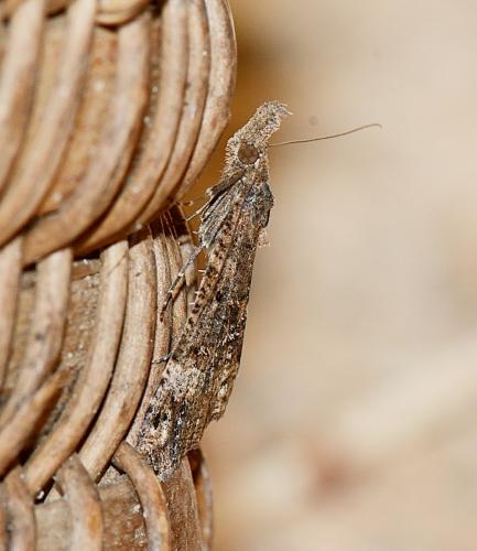 Hypena obsitalis